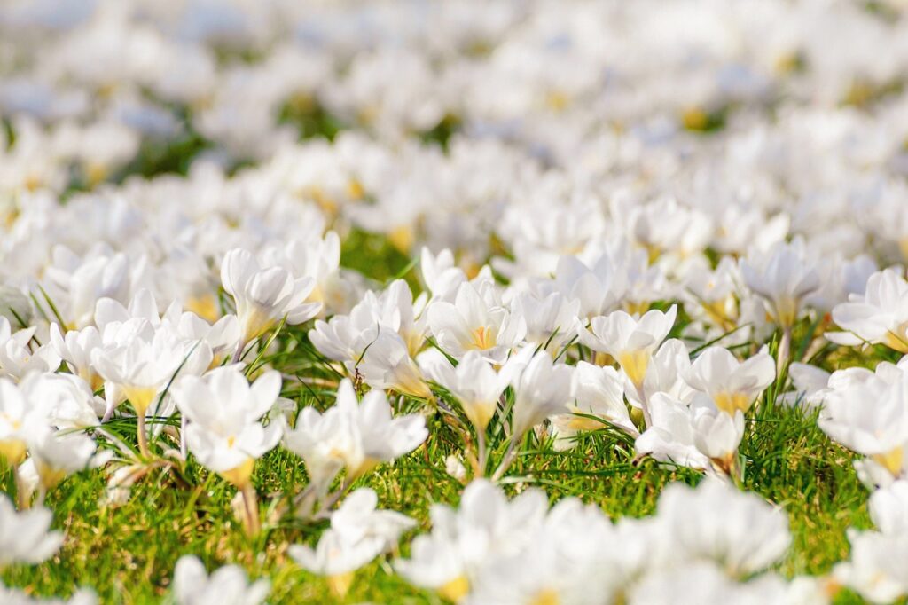 crocus, flowers, white flowers-4077848.jpg